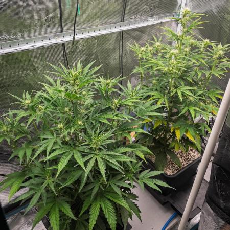 Sour Stomper by Mephisto in Autopot