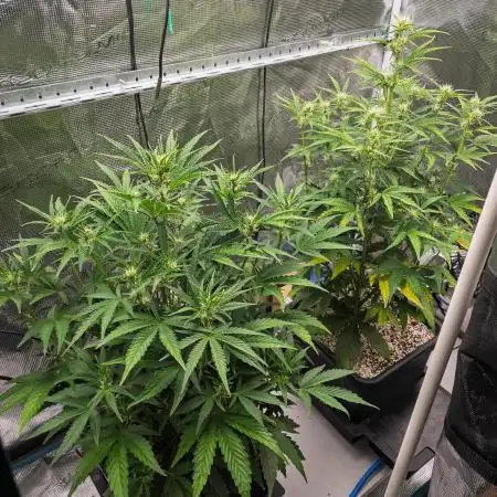 Sour Stomper by Mephisto in Autopot