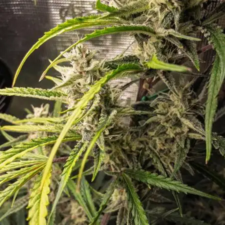 Permanent Jealousy Auto - Autopot / Coco
