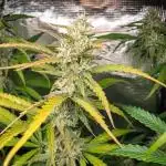 Jet Fuel Mandarine Auto by Sweet Seeds