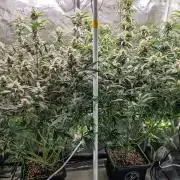 Rainbow Sundae 11 | Tulaberry F1-Testrun