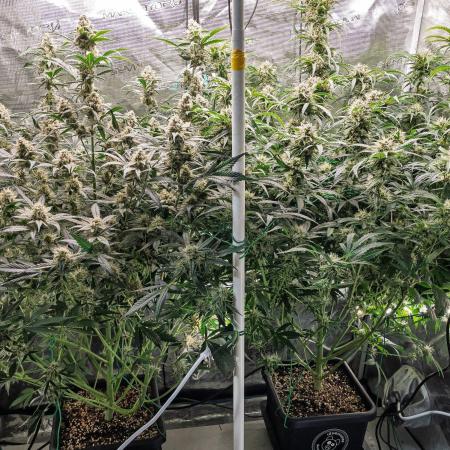 Rainbow Sundae 11 | Tulaberry F1-Testrun