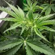 Zombie Kush Auto | 3L Coco Tray2Grow