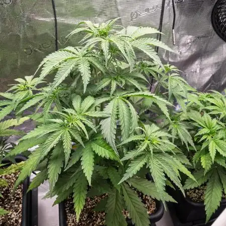 Jet Fuel Mandarine Auto by Sweet Seeds