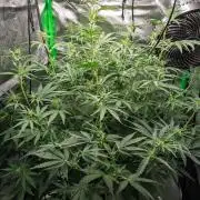 Radical Juice x Granite Haze | FOB#3 F1