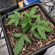 505 Headbanger in Autopot + Coco