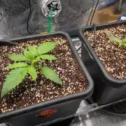 Granite Haze F7 in Autopot + Coco