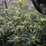 Rainbow Sundae 11 | Tulaberry F1-Testrun