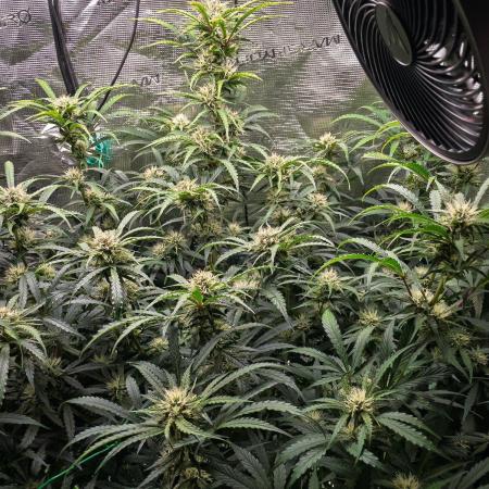 Rainbow Sundae 11 | Tulaberry F1-Testrun