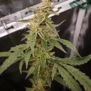 Zombie Kush Auto | 3L Coco Tray2Grow