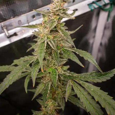 Zombie Kush Auto | 3L Coco Tray2Grow