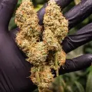 Rainbow Sundae 11 | Tulaberry F1-Testrun