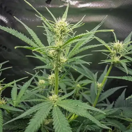 Radical Juice Auto | 4L Coco Tray2Grow