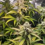 Jet Fuel Mandarine Auto by Sweet Seeds