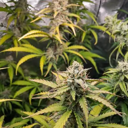 Jet Fuel Mandarine Auto by Sweet Seeds