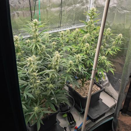 Sour Stomper by Mephisto in Autopot