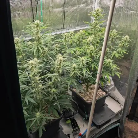 Sour Stomper by Mephisto in Autopot