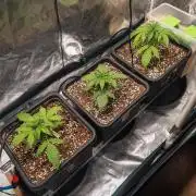 Rainbow Sundae 11 | Tulaberry (F1-Test)