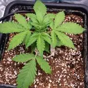Fruit of the Bloom #3 F1 Test