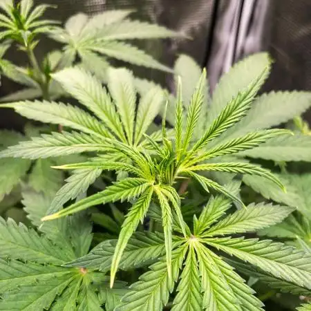 Divine Big Demon Auto / Autopot + Coco