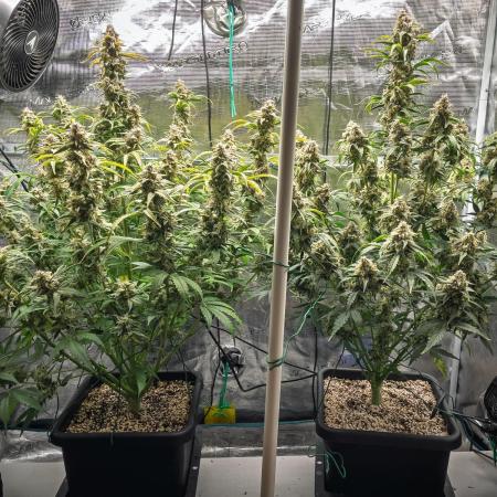 Sour Stomper by Mephisto in Autopot