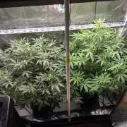Rainbow Sundae 11 | Tulaberry F1-Testrun