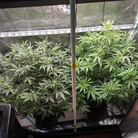 Rainbow Sundae 11 | Tulaberry F1-Testrun