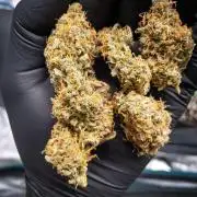 Radical Juice x Granite Haze | FOB#3 F1
