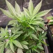 Rainbow Sundae 11 | Tulaberry (F1-Test)