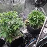 Sour Stomper by Mephisto in Autopot