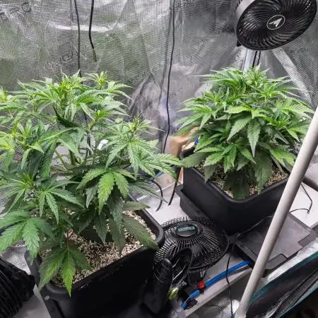 Sour Stomper by Mephisto in Autopot