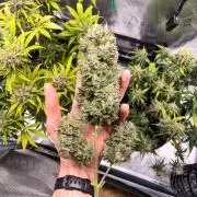 FastBuds Gorilla Zkittlez + Banana Purple Punch / First Legal Grow