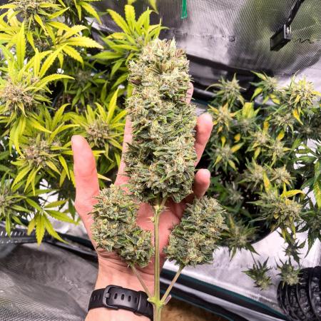 FastBuds Gorilla Zkittlez + Banana Purple Punch / First Legal Grow