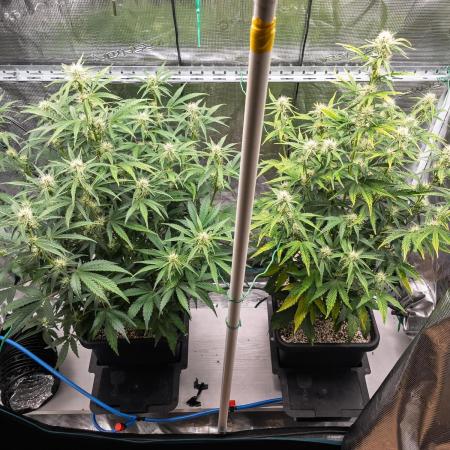 Sour Stomper by Mephisto in Autopot