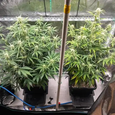 Sour Stomper by Mephisto in Autopot