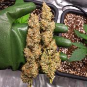 Zombie Kush Auto | 3L Coco Tray2Grow