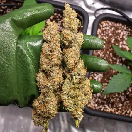 Zombie Kush Auto | 3L Coco Tray2Grow
