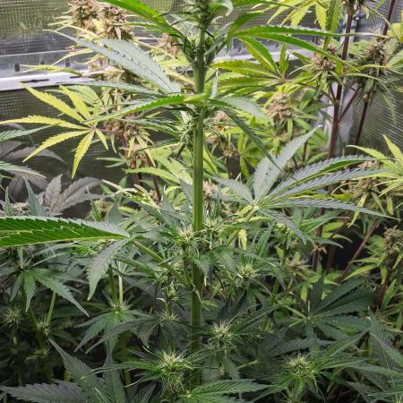 Zombie Kush Auto | 3L Coco Tray2Grow