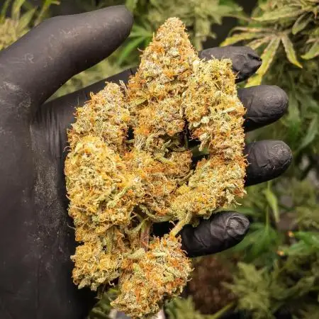 Granite Haze F7 in Autopot + Coco