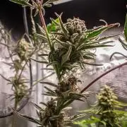 Frosty's Auto Freak | 2L Coco Tray2Grow