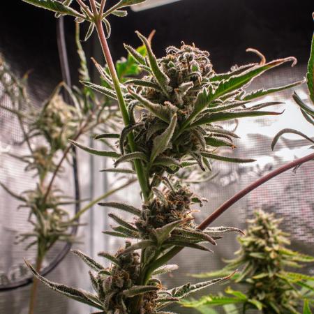 Frosty's Auto Freak | 2L Coco Tray2Grow