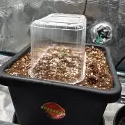 Granite Haze F7 in Autopot + Coco