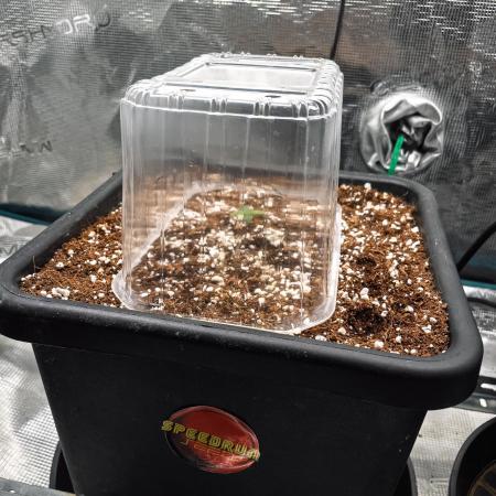 Granite Haze F7 in Autopot + Coco