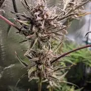 Frosty's Auto Freak | 2L Coco Tray2Grow