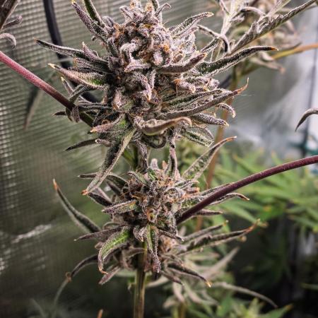 Frosty's Auto Freak | 2L Coco Tray2Grow
