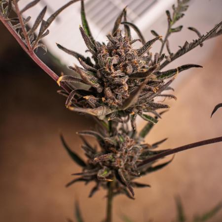 Frosty's Auto Freak | 2L Coco Tray2Grow
