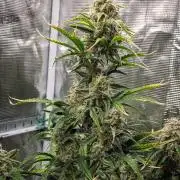 Sour Stomper by Mephisto in Autopot