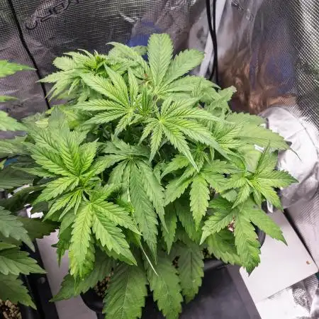Divine Big Demon Auto / Autopot + Coco