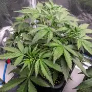 Fruit of the Bloom #3 F1 Test