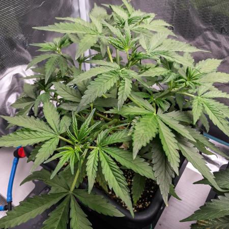 Fruit of the Bloom #3 F1 Test